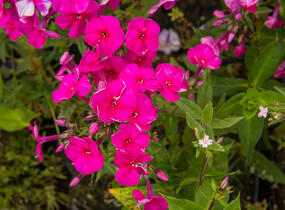 Plamenka latnatá 'Adessa Special Fire' - Phlox paniculata 'Adessa Special Fire'