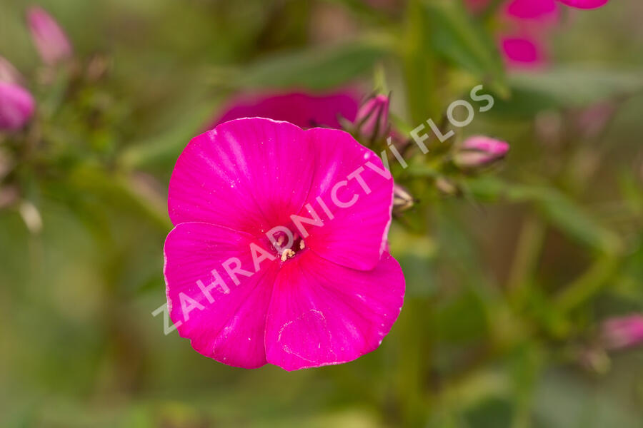 Plamenka latnatá 'Adessa Special Fire' - Phlox paniculata 'Adessa Special Fire'