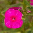 Plamenka latnatá 'Adessa Special Fire' - Phlox paniculata 'Adessa Special Fire'