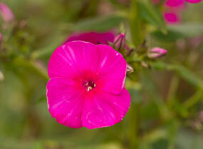 Plamenka latnatá 'Adessa Special Fire' - Phlox paniculata 'Adessa Special Fire'