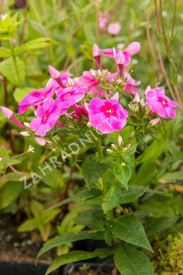 Plamenka latnatá 'Adessa Rose Eye' - Phlox paniculata 'Adessa Rose Eye'