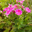 Plamenka latnatá 'Adessa Rose Eye' - Phlox paniculata 'Adessa Rose Eye'