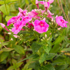 Plamenka latnatá 'Adessa Rose Eye' - Phlox paniculata 'Adessa Rose Eye'