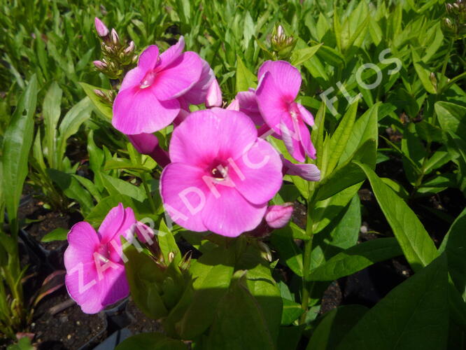 Plamenka latnatá 'Adessa Rose Eye' - Phlox paniculata 'Adessa Rose Eye'