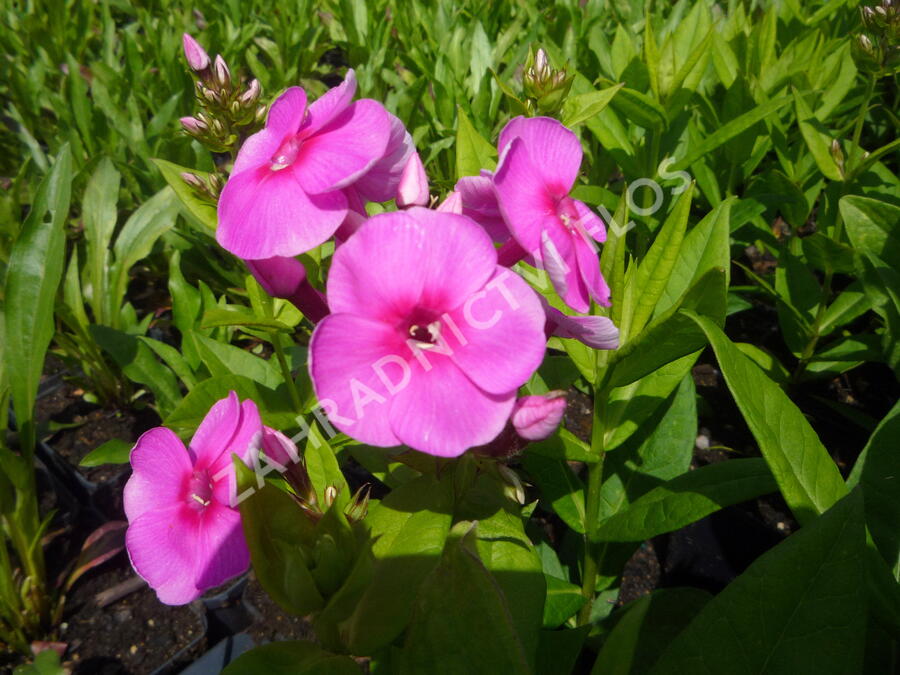 Plamenka latnatá 'Adessa Rose Eye' - Phlox paniculata 'Adessa Rose Eye'