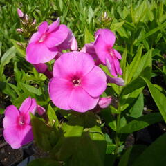 Plamenka latnatá 'Adessa Rose Eye' - Phlox paniculata 'Adessa Rose Eye'