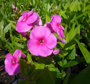 Plamenka latnatá 'Adessa Rose Eye' - Phlox paniculata 'Adessa Rose Eye'