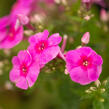 Plamenka latnatá 'Adessa Rose Eye' - Phlox paniculata 'Adessa Rose Eye'