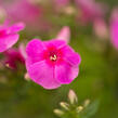 Plamenka latnatá 'Adessa Rose Eye' - Phlox paniculata 'Adessa Rose Eye'