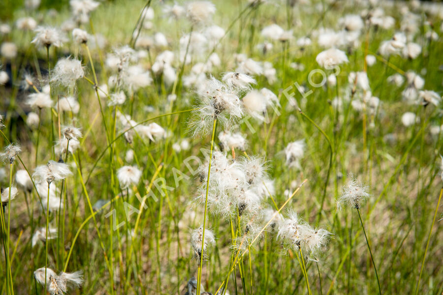 Bahnička mokřadní - Eleocharis palustris