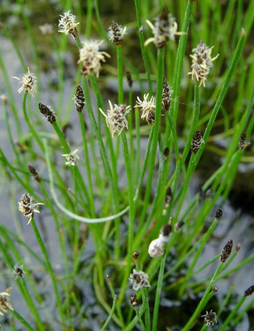 Bahnička mokřadní - Eleocharis palustris