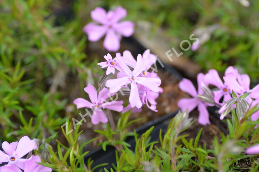 Plamenka šídlovitá 'Moerheimii' - Phlox subulata 'Moerheimii'