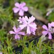 Plamenka šídlovitá 'Moerheimii' - Phlox subulata 'Moerheimii'