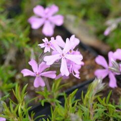 Plamenka šídlovitá 'Moerheimii' - Phlox subulata 'Moerheimii'