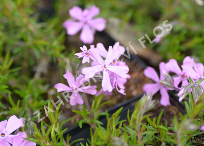 Phlox Subulata Balkon