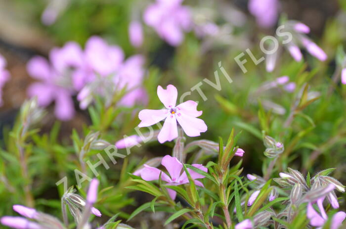 Plamenka šídlovitá 'Moerheimii' - Phlox subulata 'Moerheimii'