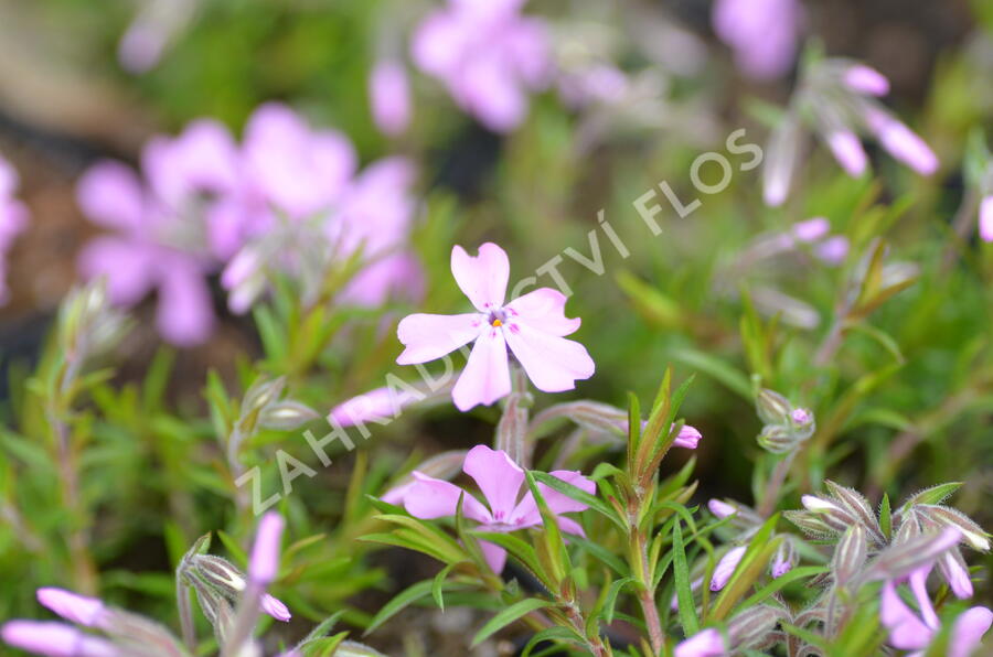 Plamenka šídlovitá 'Moerheimii' - Phlox subulata 'Moerheimii'