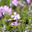 Plamenka šídlovitá 'Moerheimii' - Phlox subulata 'Moerheimii'