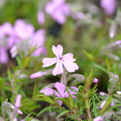 Plamenka šídlovitá 'Moerheimii' - Phlox subulata 'Moerheimii'