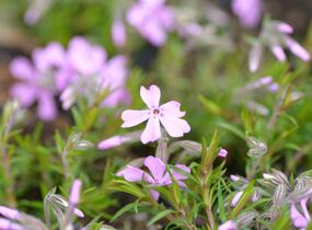 Plamenka šídlovitá 'Moerheimii' - Phlox subulata 'Moerheimii'
