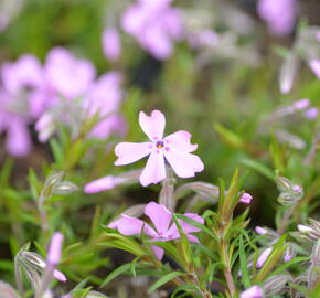 Plamenka šídlovitá 'Moerheimii' - Phlox subulata 'Moerheimii'