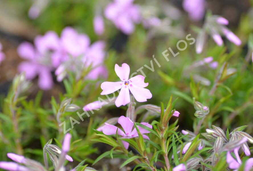 Plamenka šídlovitá 'Moerheimii' - Phlox subulata 'Moerheimii'