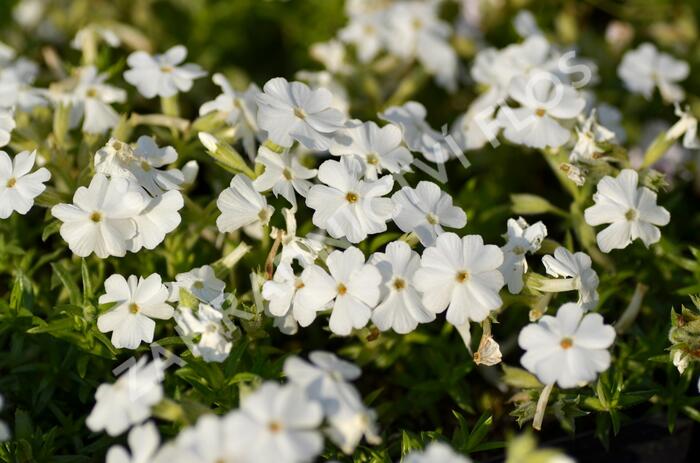 Plamenka šídlovitá 'Maischnee' - Phlox subulata 'Maischnee'