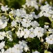 Plamenka šídlovitá 'Maischnee' - Phlox subulata 'Maischnee'