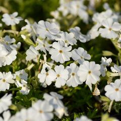 Plamenka šídlovitá 'Maischnee' - Phlox subulata 'Maischnee'