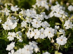 Plamenka šídlovitá 'Maischnee' - Phlox subulata 'Maischnee'