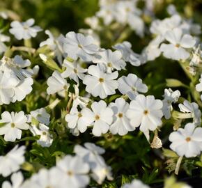 Plamenka šídlovitá 'Maischnee' - Phlox subulata 'Maischnee'