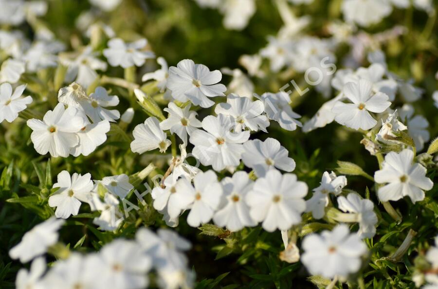 Plamenka šídlovitá 'Maischnee' - Phlox subulata 'Maischnee'
