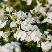 Plamenka šídlovitá 'Maischnee' - Phlox subulata 'Maischnee'