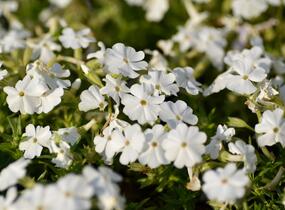 Plamenka šídlovitá 'Maischnee' - Phlox subulata 'Maischnee'