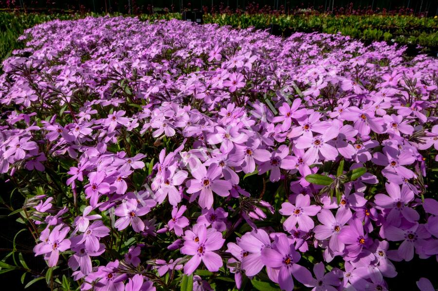 Plamenka 'Paparazzi Gaga' - Phlox x hybrida 'Paparazzi Gaga'