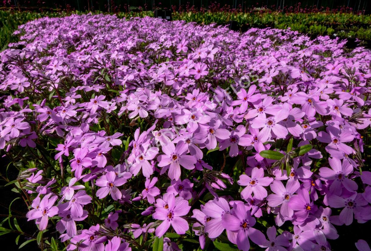 Plamenka 'Paparazzi Gaga' - Phlox x hybrida 'Paparazzi Gaga'