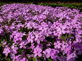 Plamenka 'Paparazzi Gaga' - Phlox x hybrida 'Paparazzi Gaga'