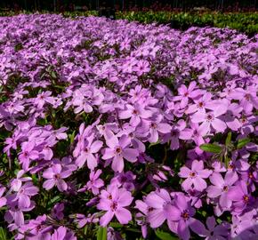 Plamenka 'Paparazzi Gaga' - Phlox x hybrida 'Paparazzi Gaga'