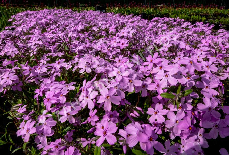 Plamenka 'Paparazzi Gaga' - Phlox x hybrida 'Paparazzi Gaga'