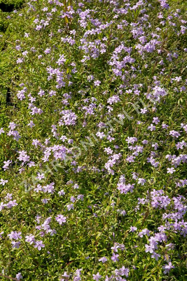 Plamenka 'Paparazzi Gaga' - Phlox x hybrida 'Paparazzi Gaga'