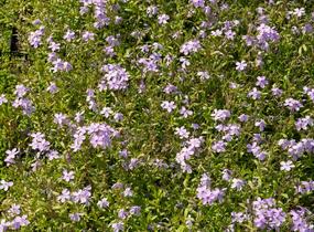 Plamenka 'Paparazzi Gaga' - Phlox x hybrida 'Paparazzi Gaga'