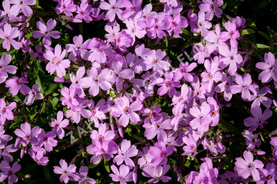 Plamenka 'Paparazzi Gaga' - Phlox x hybrida 'Paparazzi Gaga'