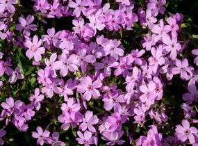 Plamenka 'Paparazzi Gaga' - Phlox x hybrida 'Paparazzi Gaga'