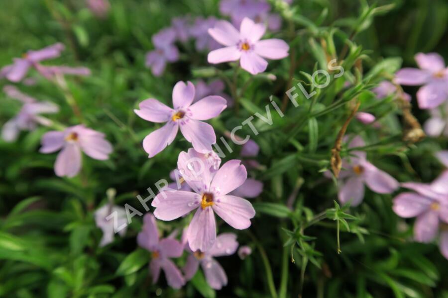 Plamenka 'Paparazzi Gaga' - Phlox x hybrida 'Paparazzi Gaga'