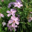 Plamenka 'Paparazzi Gaga' - Phlox x hybrida 'Paparazzi Gaga'