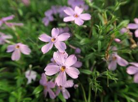 Plamenka 'Paparazzi Gaga' - Phlox x hybrida 'Paparazzi Gaga'