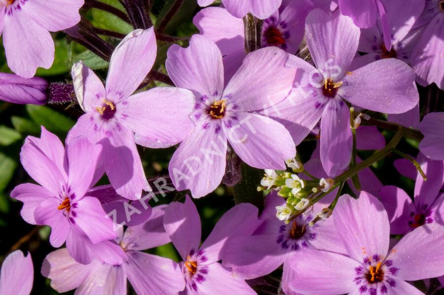 Plamenka 'Paparazzi Gaga' - Phlox x hybrida 'Paparazzi Gaga'
