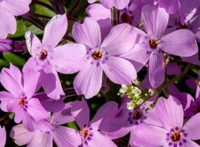 Plamenka 'Paparazzi Gaga' - Phlox x hybrida 'Paparazzi Gaga'