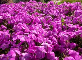 Plamenka 'Paparazzi Britney' - Phlox x hybrida 'Paparazzi Britney'