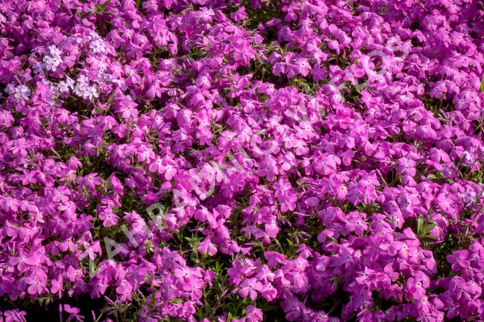 Plamenka 'Paparazzi Britney' - Phlox x hybrida 'Paparazzi Britney'